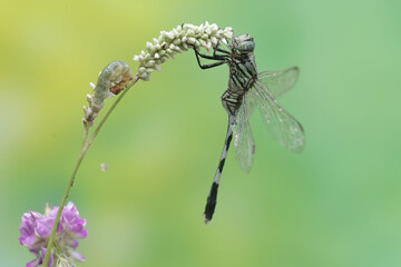 A green marsh hawk is preying on a small caterpillar. This insect has the scientific name Orthetrum sabina.