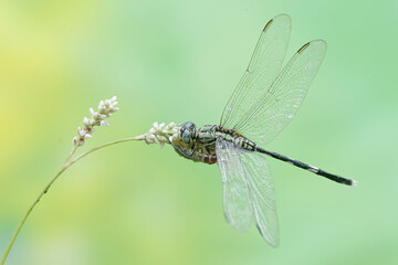 A green marsh hawk is preying on a small caterpillar. This insect has the scientific name Orthetrum sabina.