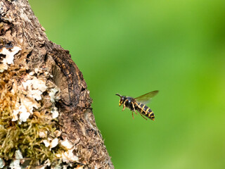 Mittlere Wespe oder Kleine Hornisse (Dolichovespula media) 