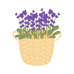 Basket with lavender. Hand drawn vector illustration isolated on white background in flat style.