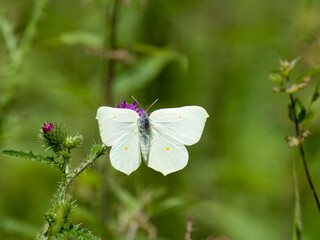 Zitronenfalter (Gonepteryx rhamni) 