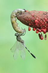 A green marsh hawk is preying on a large caterpillar. This insect has the scientific name Orthetrum sabina.