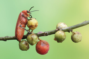 A red-headed cardinal beetle is looking for food in the bushes. This beautiful colored insect has the scientific name Pyrochroa serraticornis.
