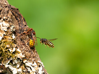 Hornisse (Vespa crabro) Königin  und Mittlere Wespe oder Kleine Hornisse (Dolichovespula media) 
