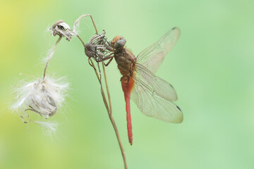 A coral-tailed cloudwing dragonfly is resting on a grass flower. This insect has the scientific name Tholymis tillarga.