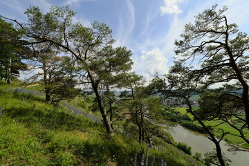 Naturschutzgebiet Grainberg-Kalbenstein am Main bei Karlstadt, Landkreis Main-Spessart,...