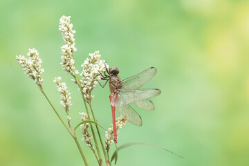 A coral-tailed cloudwing dragonfly is resting on a grass flower. This insect has the scientific name Tholymis tillarga.