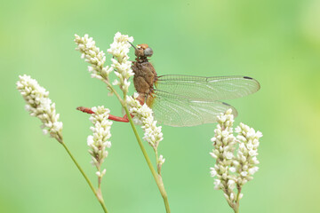 A coral-tailed cloudwing dragonfly is resting on a grass flower. This insect has the scientific name Tholymis tillarga.