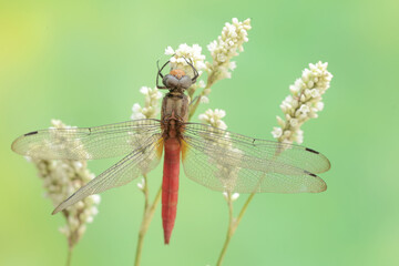 A coral-tailed cloudwing dragonfly is resting on a grass flower. This insect has the scientific name Tholymis tillarga.
