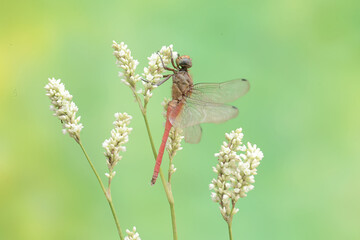 A coral-tailed cloudwing dragonfly is resting on a grass flower. This insect has the scientific name Tholymis tillarga.