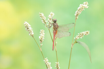 A coral-tailed cloudwing dragonfly is resting on a grass flower. This insect has the scientific name Tholymis tillarga.
