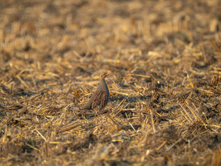 Rebhuhn (Perdix perdix)