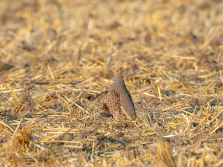 Rebhuhn (Perdix perdix)