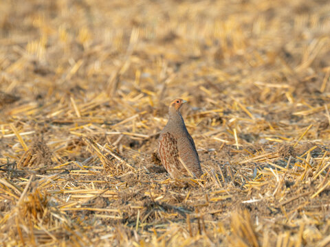 Rebhuhn (Perdix perdix)