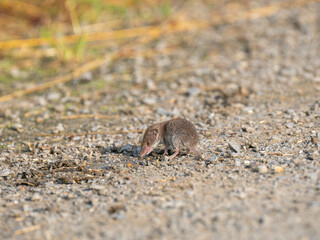 Feldspitzmaus (Crocidura leucodon)