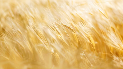 Golden wheat sways gently in the breeze, creating a beautiful landscape filled with soft textures and warm hues, capturing the essence of harvest season