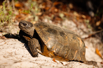 Alabama Gopher Tortoise in Gulf State Park, Gulf Shores, Alabama    Gopher tortoise exiting its burrow at Gulf State Park, Gulf Shores, Alabama, April 2017