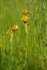 Sand-Schwertlilie, Iris humilis