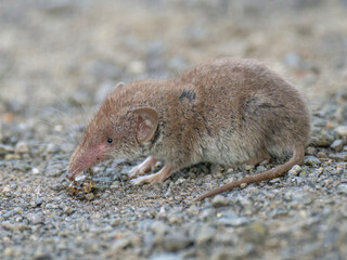 Feldspitzmaus (Crocidura leucodon)