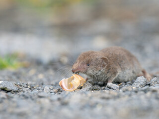 Feldspitzmaus (Crocidura leucodon)