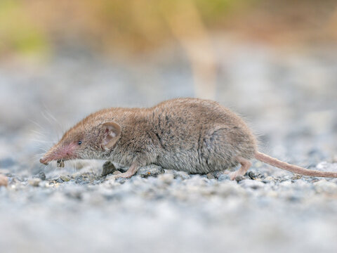 Feldspitzmaus (Crocidura leucodon)