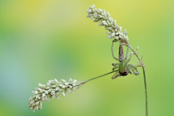 A green jumping spider is hunting for prey in the bushes. This insect has the scientific name Artabrus erythrocephalus.
