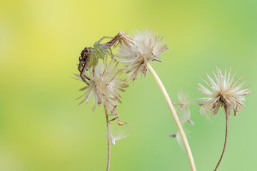 A green jumping spider is hunting for prey in the bushes. This insect has the scientific name Artabrus erythrocephalus.
