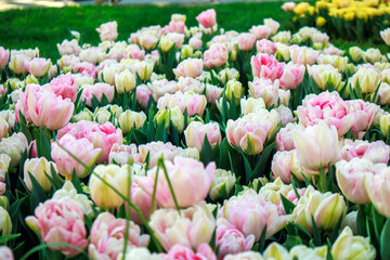Fototapeta premium colorful bloomed tulips and green leaves selective photograph