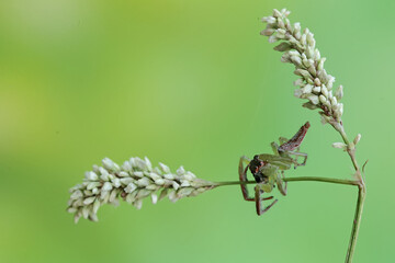 A green jumping spider is hunting for prey in the bushes. This insect has the scientific name Artabrus erythrocephalus.
