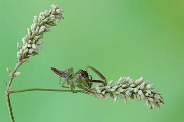 A green jumping spider is hunting for prey in the bushes. This insect has the scientific name Artabrus erythrocephalus.
