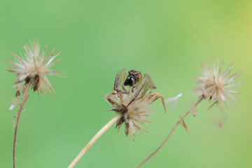 A green jumping spider is hunting for prey in the bushes. This insect has the scientific name Artabrus erythrocephalus.
