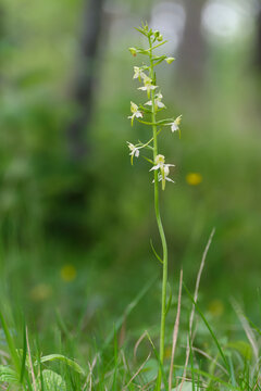 Gr&uuml;nliche Waldhyazinthe, Platanthera chlorantha