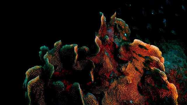 Night shot: seascape under ultraviolet light with fluorescent coral