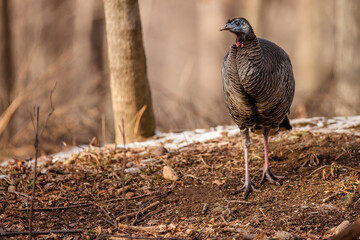 Wild turkey walking through the light snow and dirt in winter near Hartford, Wisconsin in January, late in the afternoon