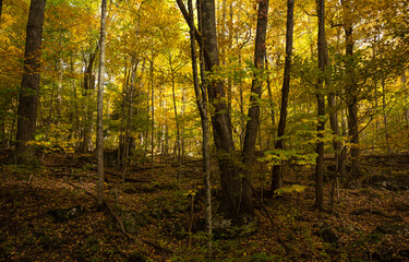 Obraz premium autumn forest in the morning