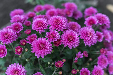 Fototapeta premium Photos of beautiful purple chrysanthemums, lots of flowers