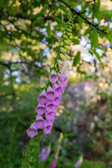 Flowers of foxglove (digitalis purpurea) © Minsang