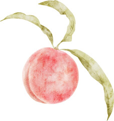 Watercolor illustration of pink peach with green leaves. Vintage style hand drawing