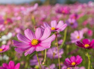 Fototapeta premium Pink Cosmos flower field