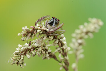 A green jumping spider is hunting for prey in the bushes. This insect has the scientific name Artabrus erythrocephalus.
