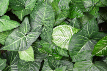 tropical green leaves background top view