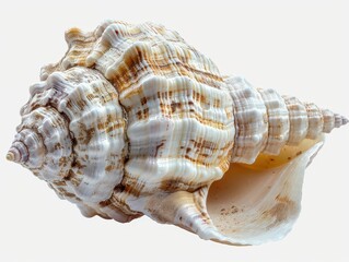 Obraz premium Seashell Texture Close-Up on Transparent Background - Detailed Shell Pattern, Ocean Conch Sea Life, Marine Natural Element, Isolated Object for Design