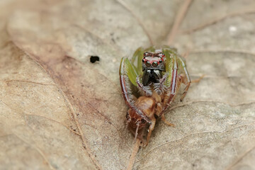 A green jumping spider is preying on a cricket. This insect has the scientific name Artabrus erythrocephalus.