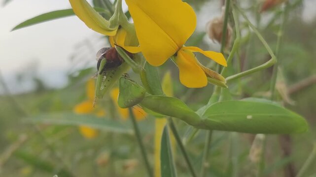 insent on clotarea juncea plant