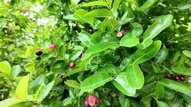 Bengal currant, Carissa carandas of tropical fruit with medicinal properties growing on tree brance with green leaves in the garden