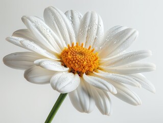 Fototapeta premium Delicate White Daisy Flower on Transparent Background - Detailed Floral Botanical Close-up Photography