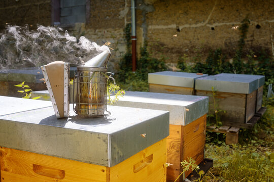Abeilles dans leur ruche chez un apiculteur