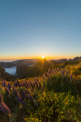 Pico do Arieiro. Mountains and Blooming Pride of Madeira Flowers at Sunset. Cloud Inversion....