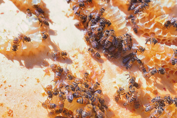 Abeilles dans leur ruche chez un apiculteur