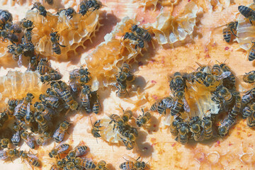 Abeilles dans leur ruche chez un apiculteur
